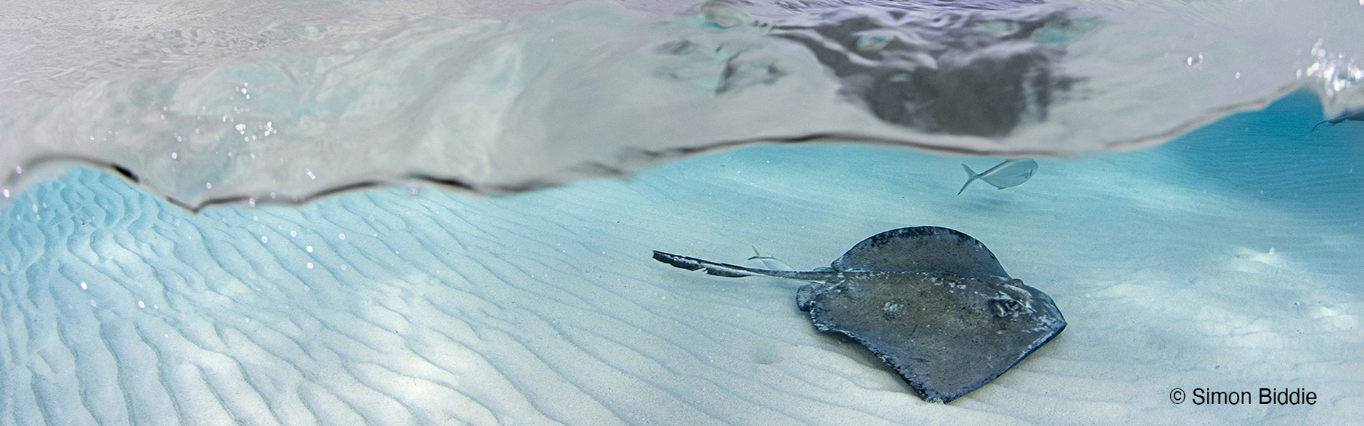 Simon_Biddie_C_Somewhere_under_the_rainbow copia.jpg